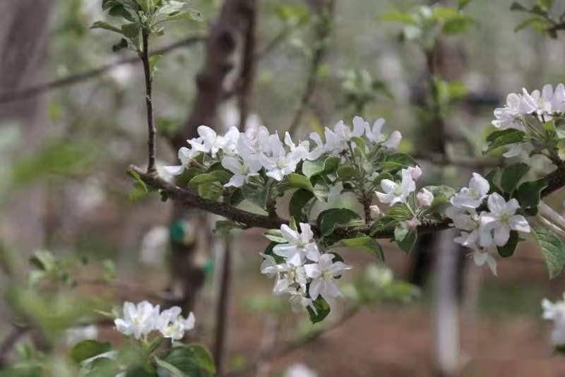 苹果版协成计划:甘肃宁县：农旅巧融合 果园变景区-第2张图片-太平洋在线下载