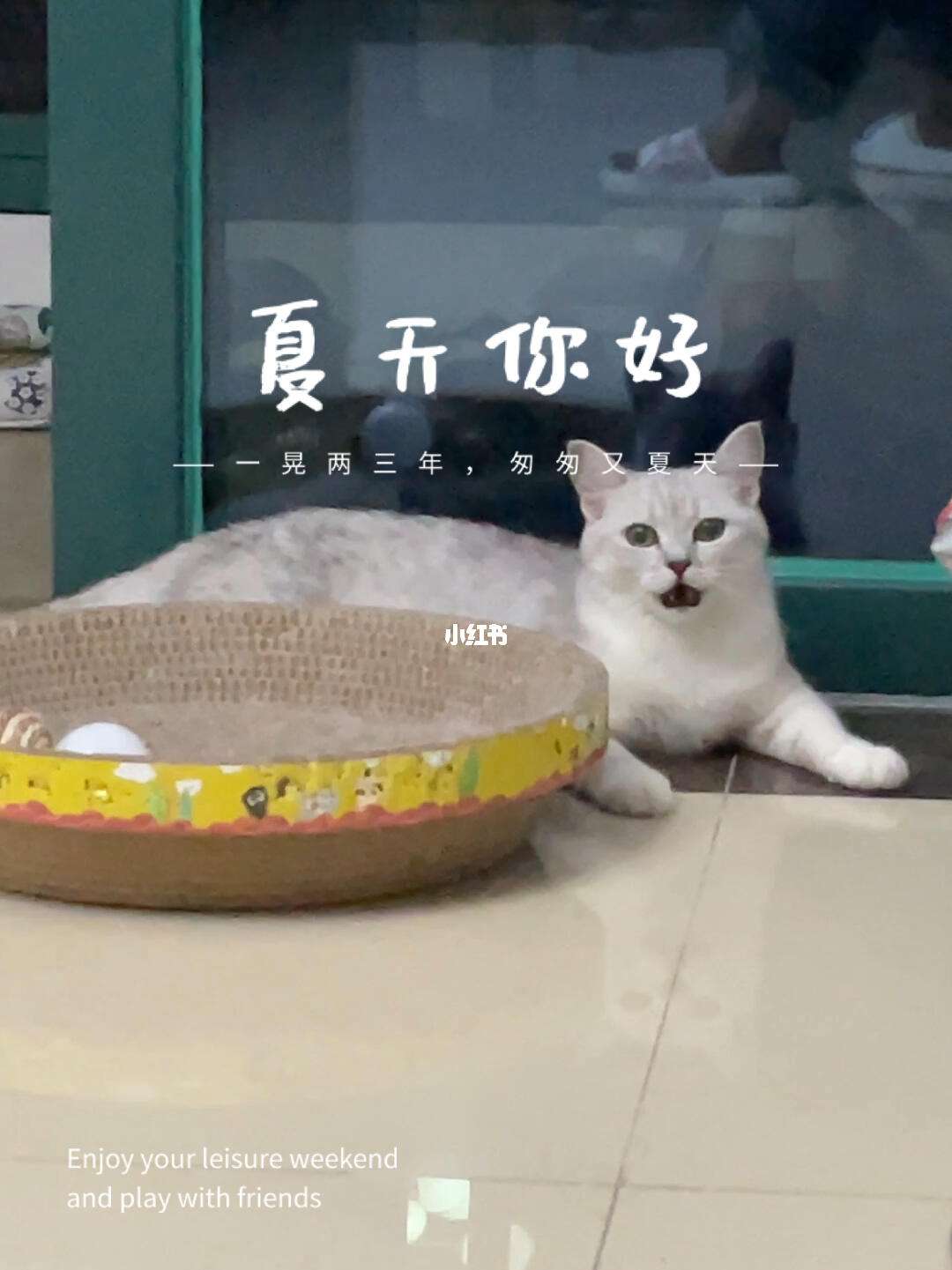 热猫剧苹果版(下载热猫直播平台)-第6张图片-有道翻译官网