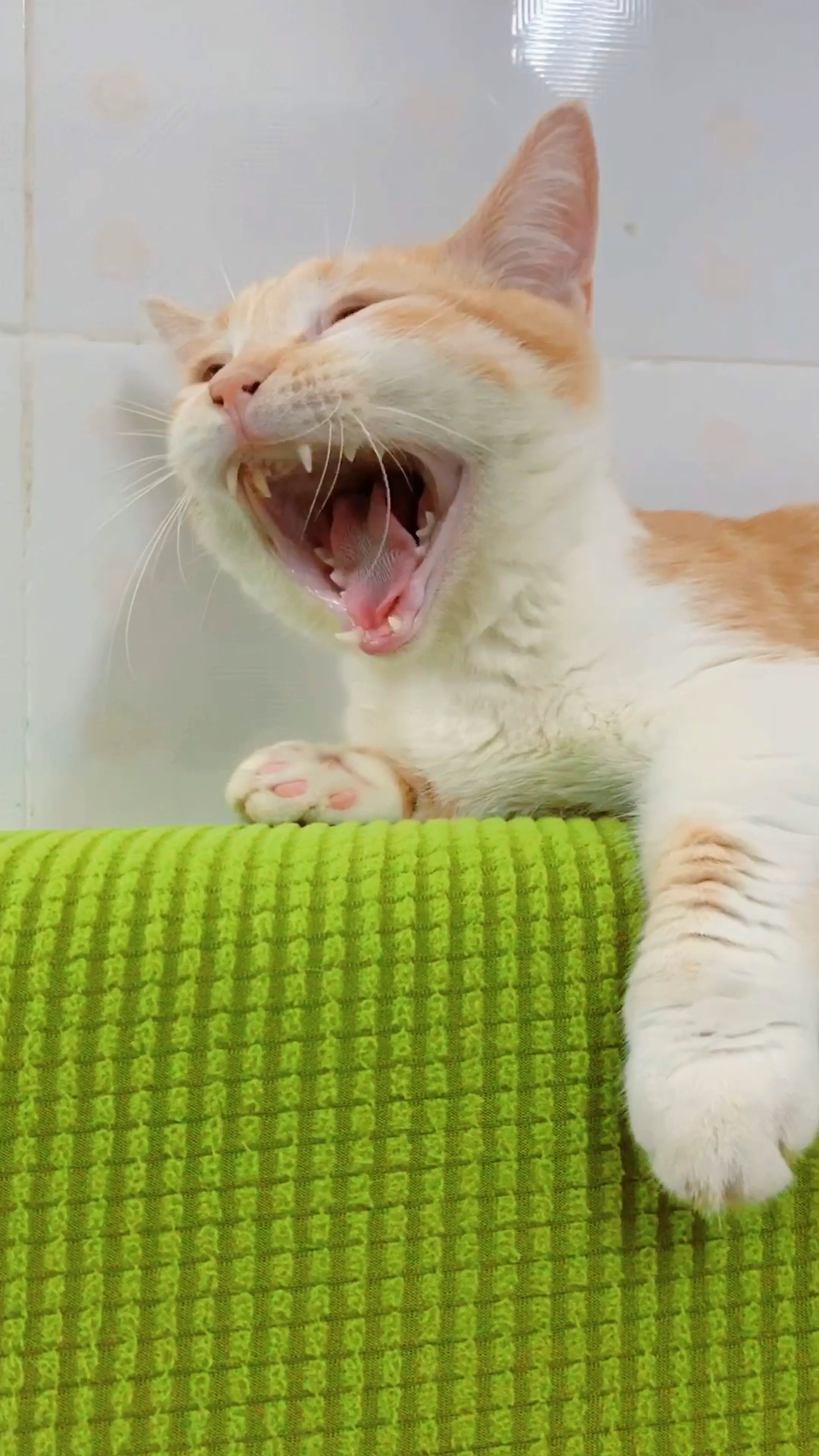 热猫剧苹果版(下载热猫直播平台)-第9张图片-有道翻译官网