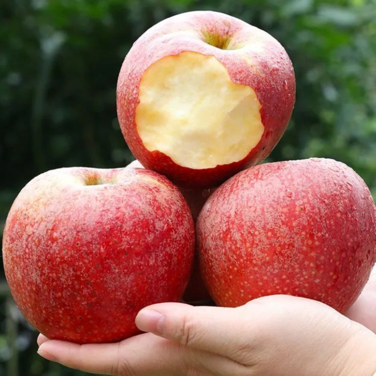 包含古早大版苹果的词条-第3张图片-有道翻译官网