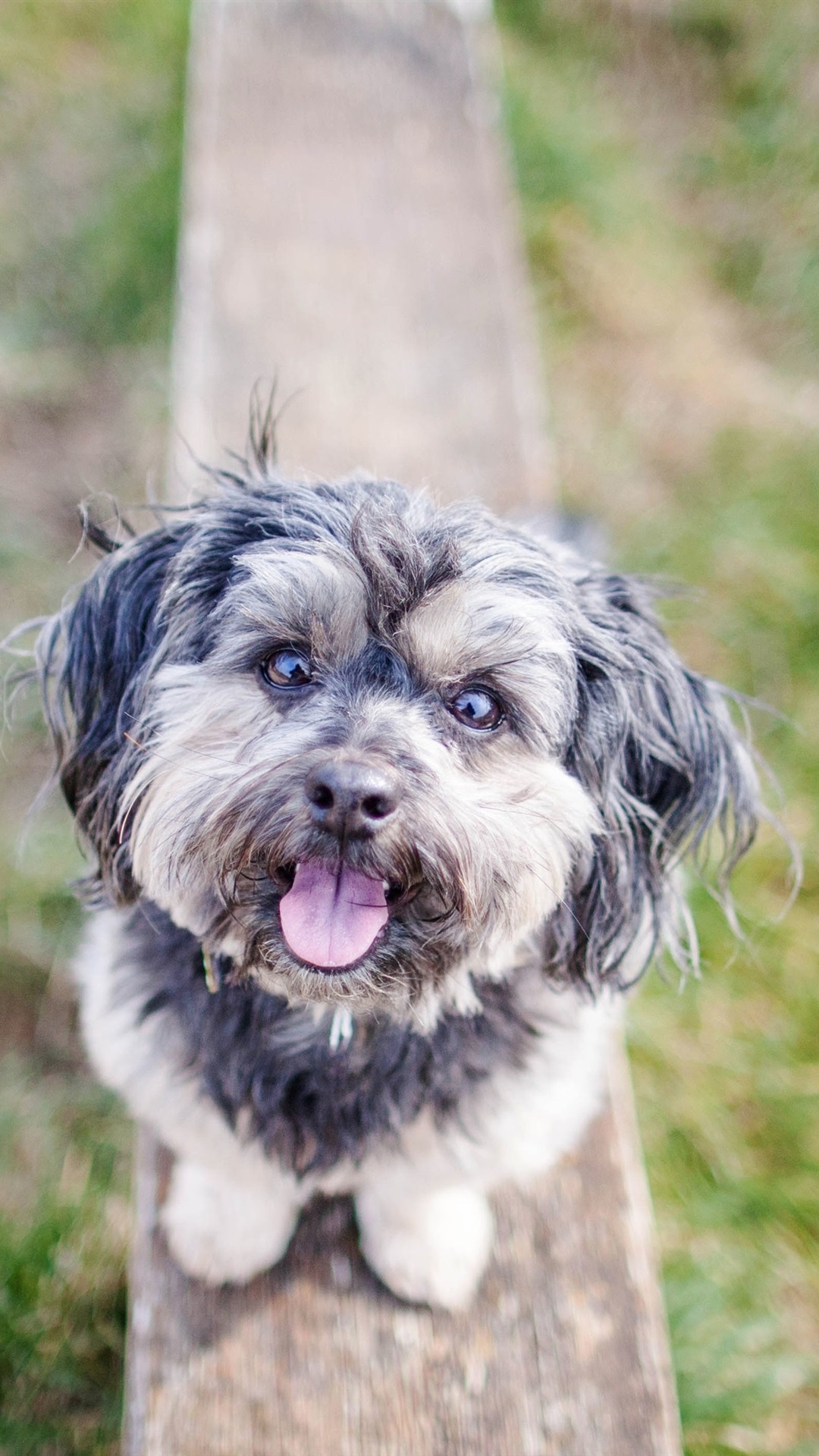 水印狗苹果版免费版下载的简单介绍-第1张图片-有道翻译官网