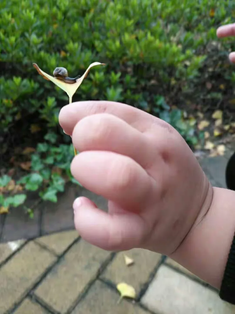 蜗牛小宝app苹果版(蜗牛小宝app苹果版下载)-第19张图片-有道翻译官网